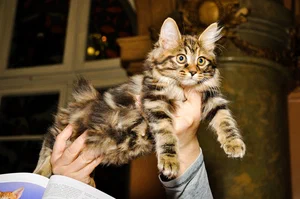выставка кошек в харькове